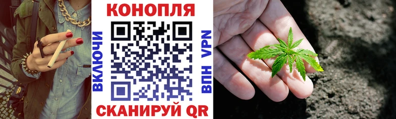 Канабис гибрид  Куртамыш 